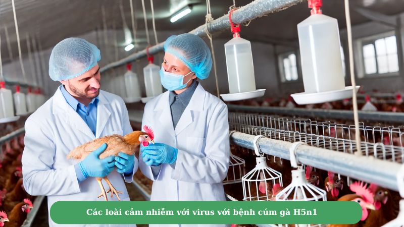 Các loài cảm nhiễm với virus với bệnh cúm gà H5n1