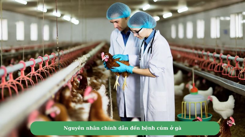 Nguyên nhân chính dẫn đến bệnh cúm ở gà