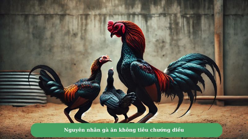 Nguyên nhân gà ăn không tiêu chướng diều