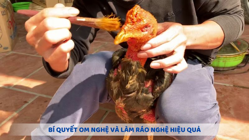 Bí quyết om nghệ và làm ráo nghệ hiệu quả cho gà chọi