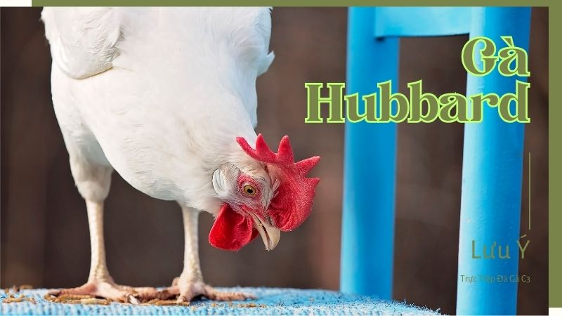 Bỏ túi bí quyết nuôi gà Hubbard hốt bạc