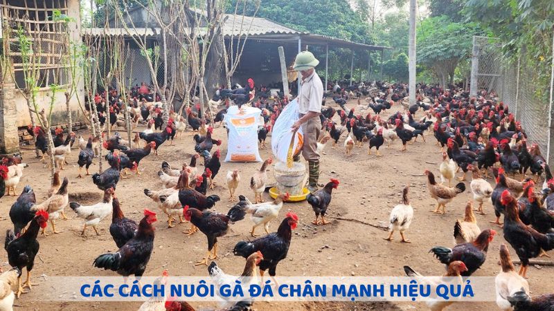 Tổng hợp các cách nuôi gà đá chân mạnh hiệu quả