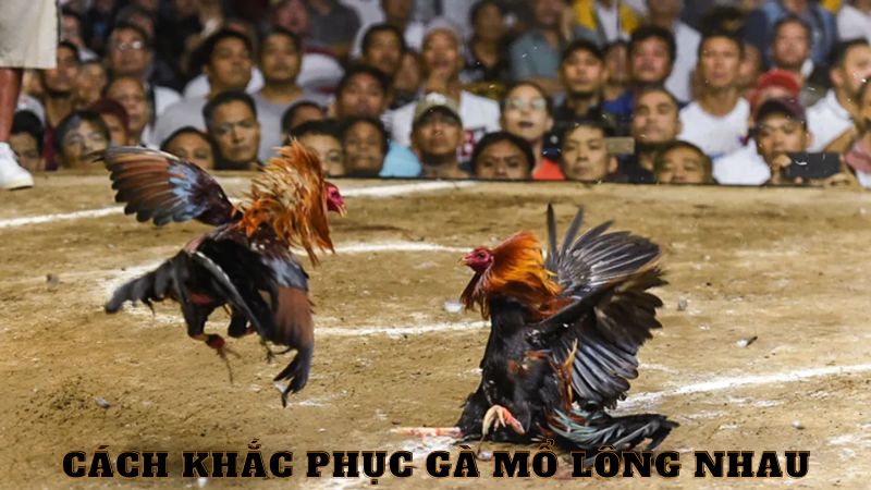 Cách khắc phục gà mổ lông nhau hiệu quả nhất