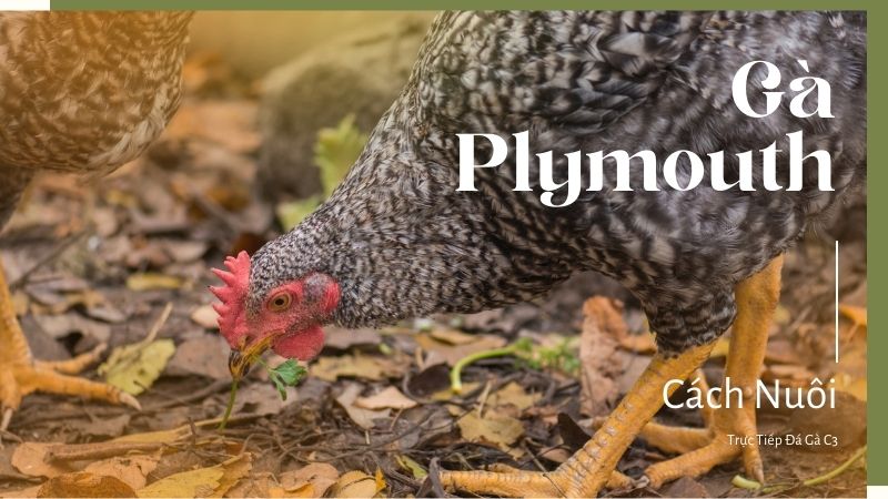 Cách nuôi gà Plymouth hiệu quả