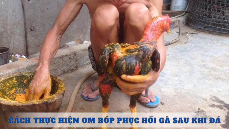 Cách thực hiện om bóp phục hồi gà sau khi đá