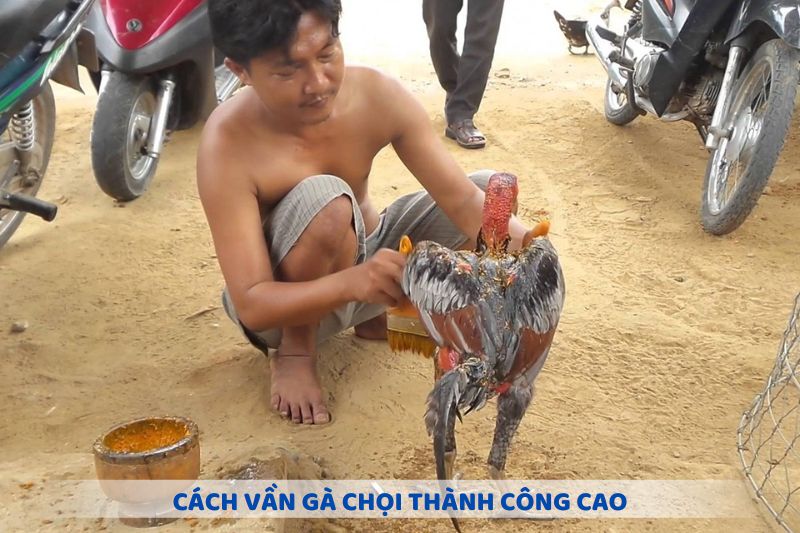 Cách vần gà chọi thành công cao