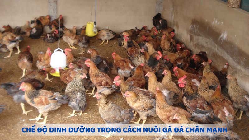 Chế độ dinh dưỡng trong cách nuôi gà đá chân mạnh