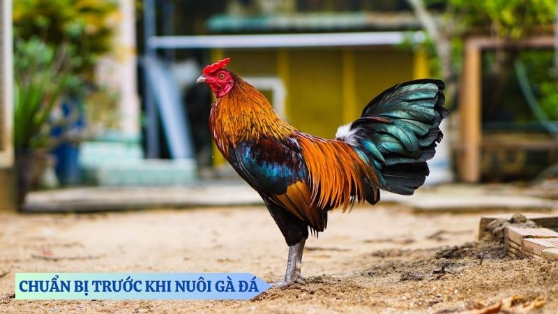 Chuẩn bị trước khi nuôi gà đá