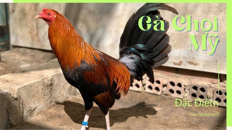 Đặc điểm nổi bật của gà chọi Mỹ