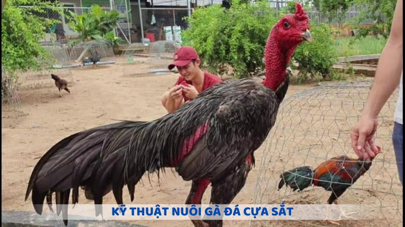 Kỹ thuật nuôi gà đá cựa sắt