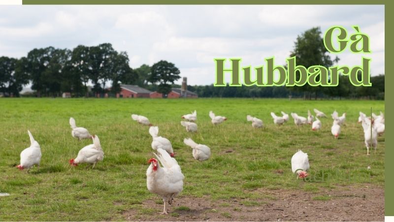 Kỹ thuật nuôi gà Hubbard hiệu quả