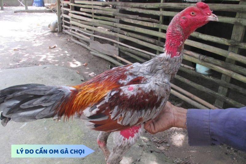 Lý do cần om gà chọi là gì?