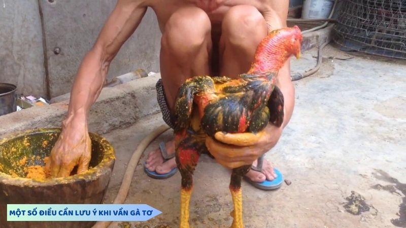 Một số điều cần lưu ý khi vần gà tơ