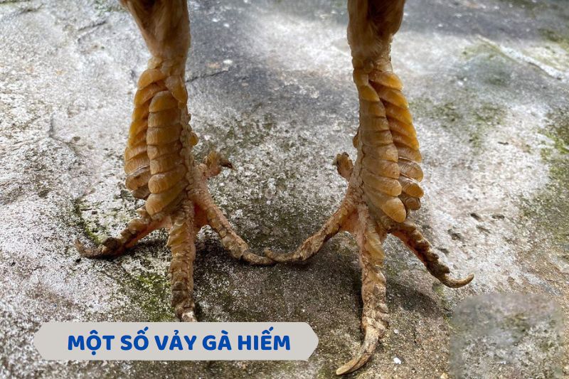 Vảy gà hiếm: Đặc điểm và ý nghĩa