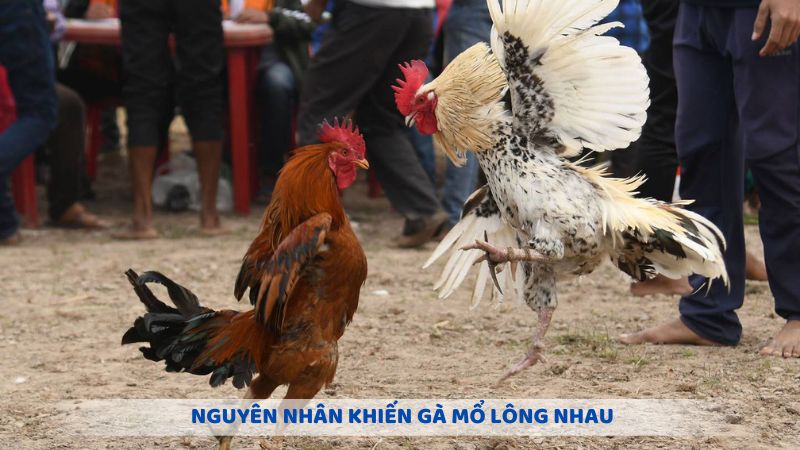 Tìm hiểu nguyên nhân khiến gà mổ lông nhau