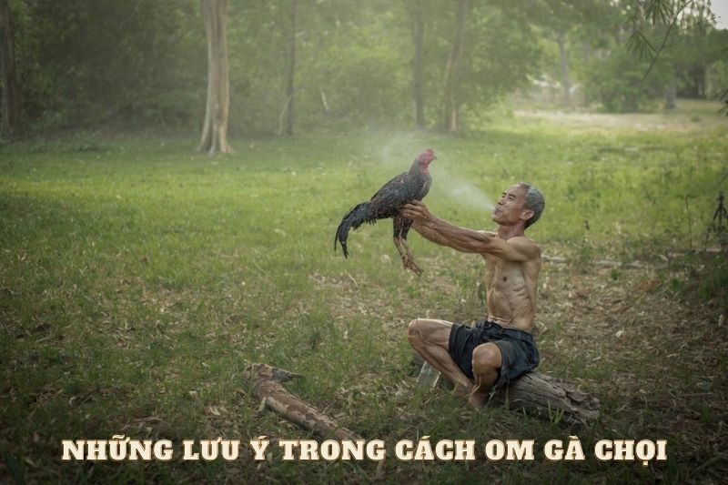 Những lưu ý trong cách om gà chọi